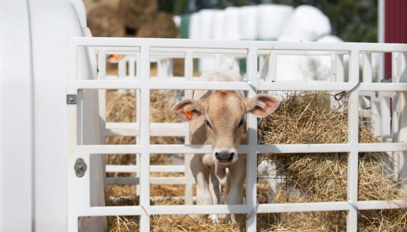 Металлические и пластиковые вольеры для телят