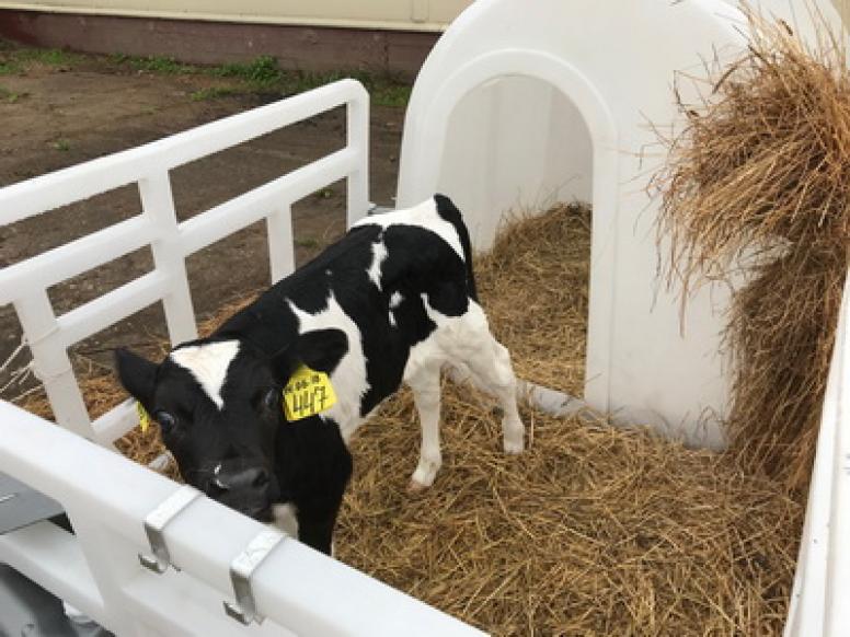 Металлические и пластиковые вольеры для телят