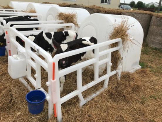 Готовый комплект Домик для теленка эргономичной формы