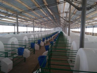 домик для теленка