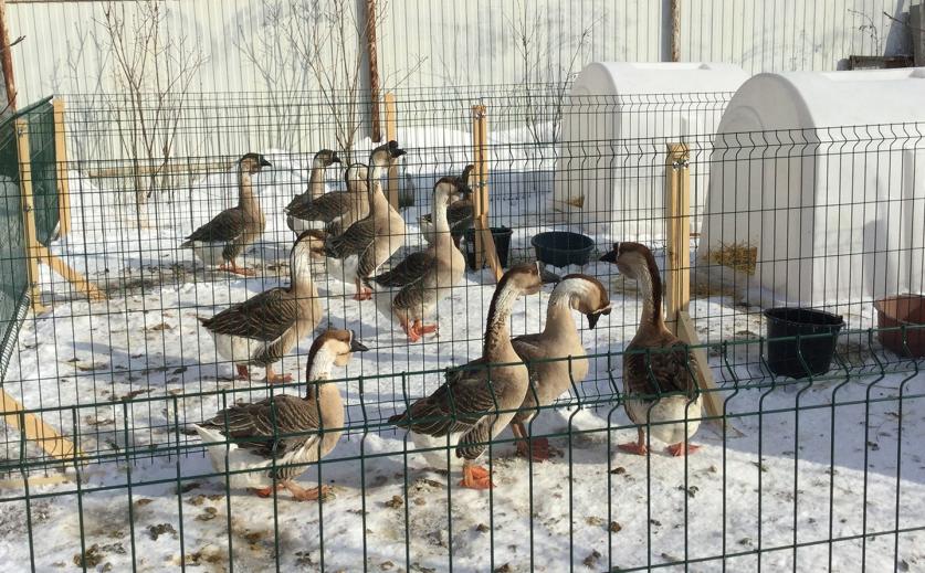 Пластиковые домики для содержания телят